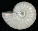 Silver Iridescent Ammonite - Madagascar #5345-3
